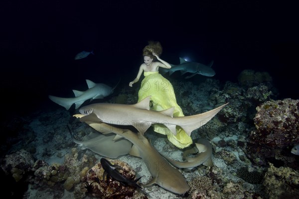 Beautiful woman in yellow dress posing underwater with Tawny nurse sharks