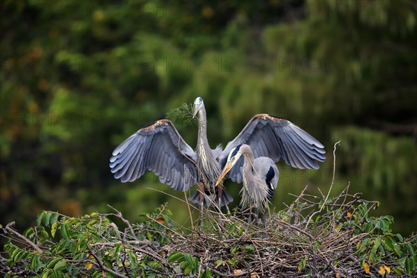 Great blue heron