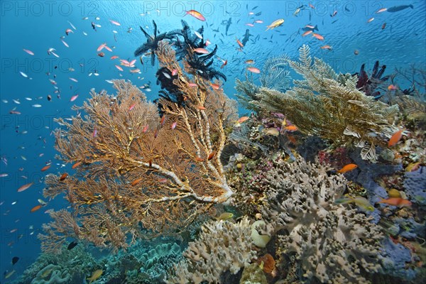 Giant Sea Fan