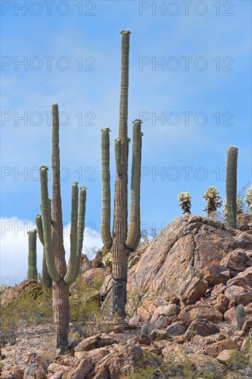 Saguaro Cacti