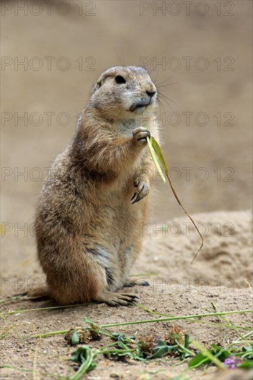 Black-tailed Prairie Dog