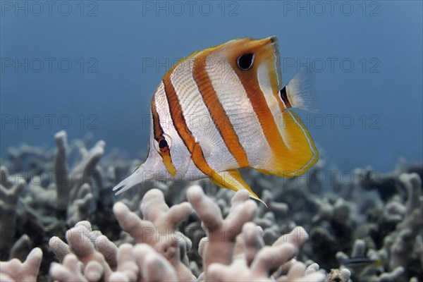 Copperband butterflyfish