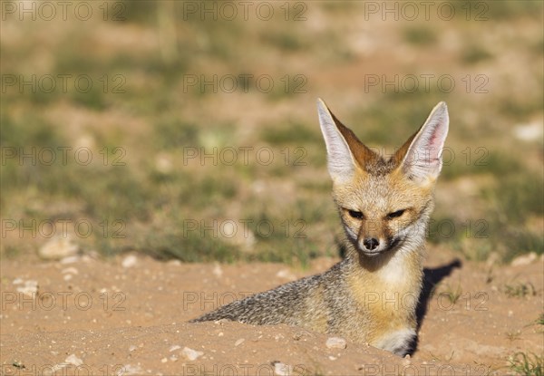 Cape Fox