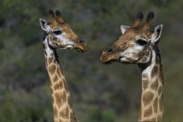 Two Giraffes