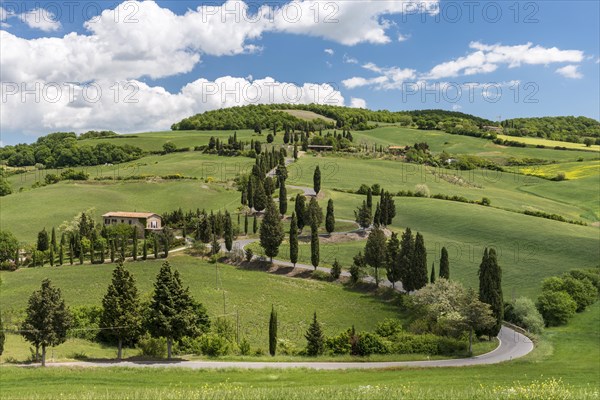 Road lined with cypress trees