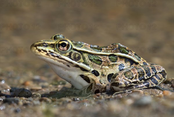 Northern leopard frog