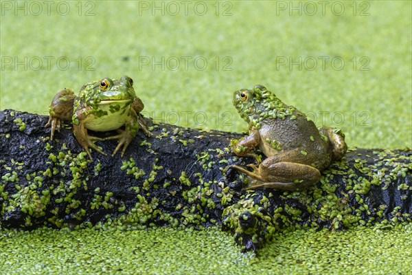 Two American bullfrogs