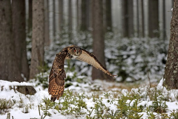 Eurasian eagle-owl