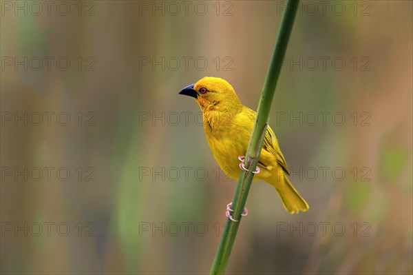 Eastern Golden Weaver