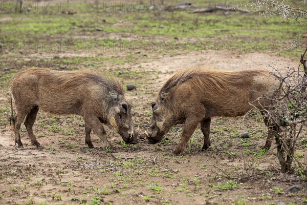 Warthog