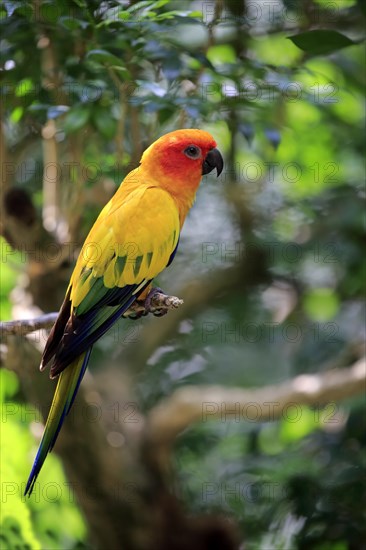 Sun conure