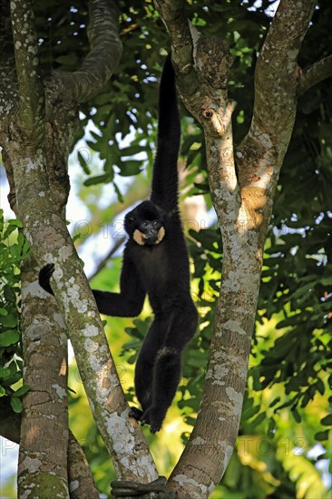 Yellow-cheeked gibbon