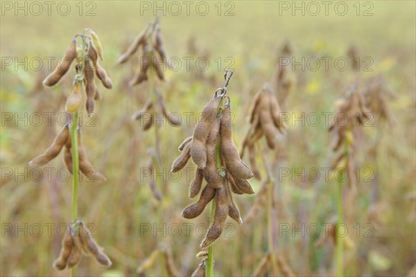 Cultivation of Soya bean