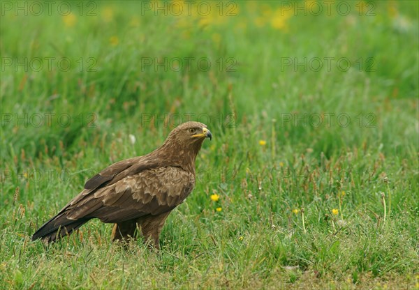 Lesser spotted eagle