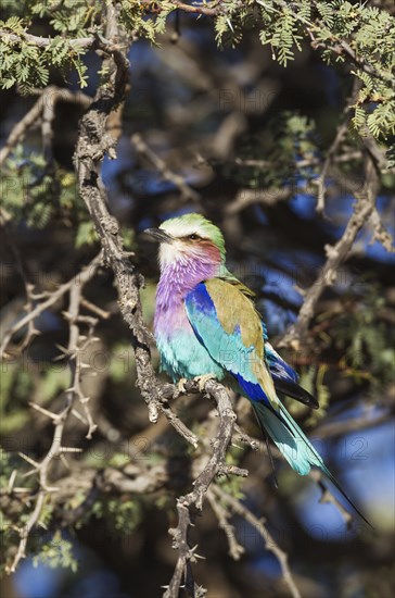 Lilac-breasted Roller