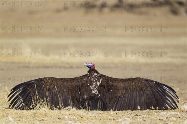 Lappet-faced Vulture