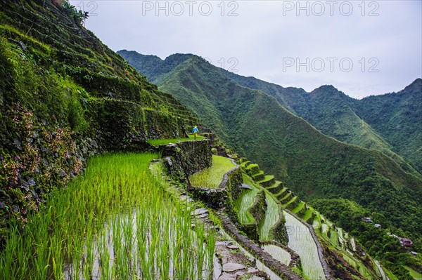 Batad rice terraces