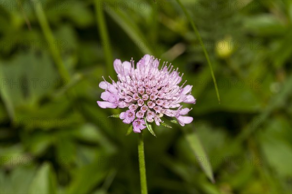 Field scabious