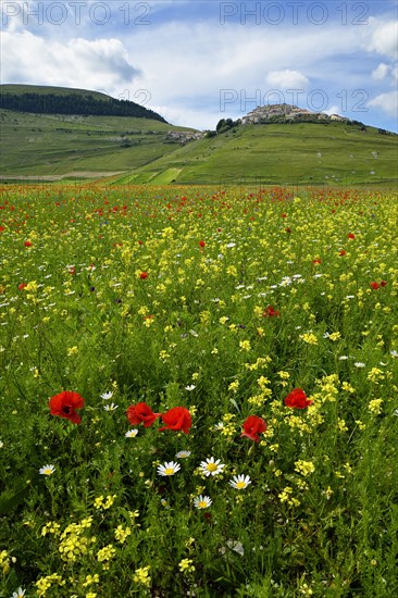 Colorful flower meadow with Castelluccio di Norcia mountain village