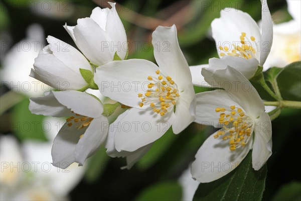 English dogwood or sweet mock-orange