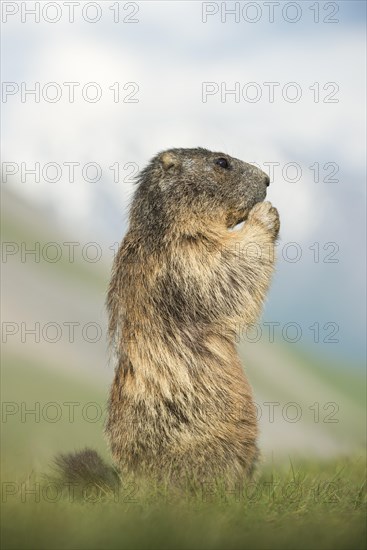 Alpine marmot