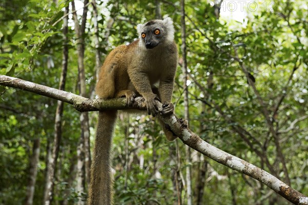 Black lemur