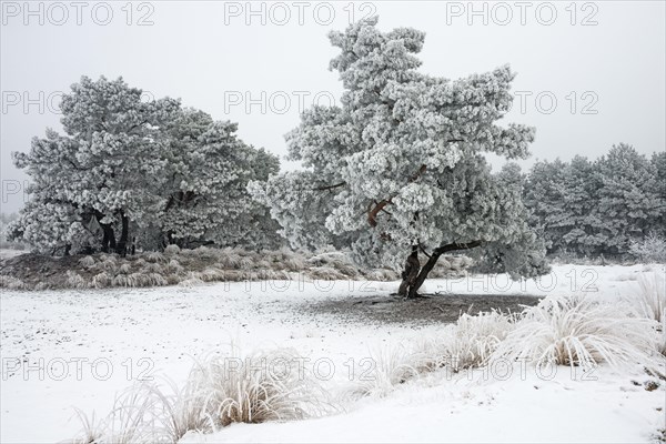 Pine trees