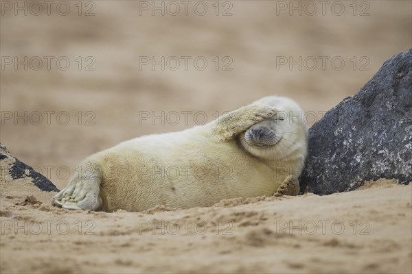 Grey seal