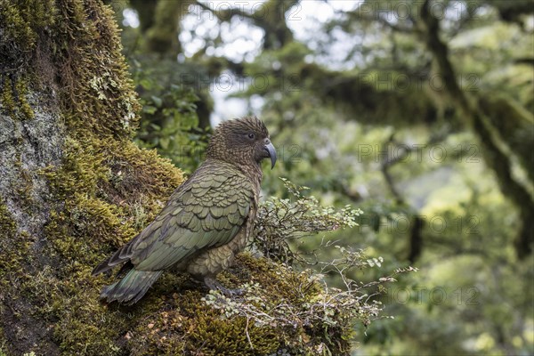 Kea