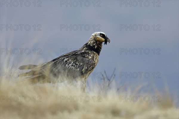 Young Bearded Vulture