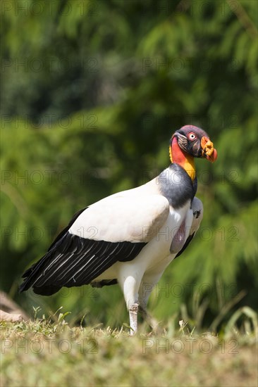 King vulture