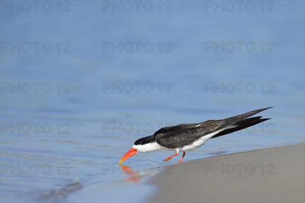 African skimmer