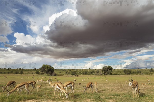 Springboks