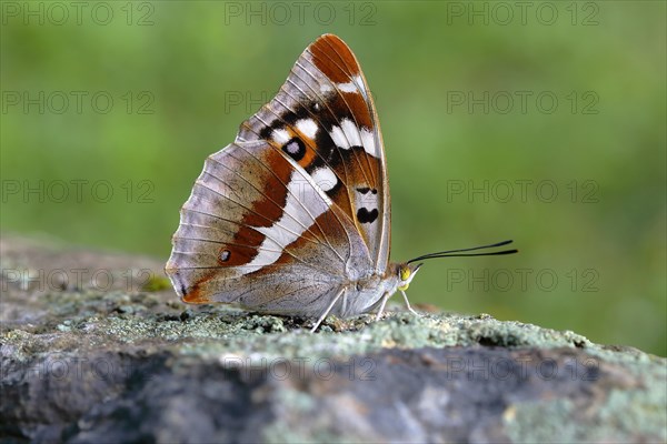 Purple Emperor