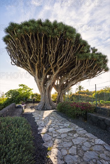 Dragon trees