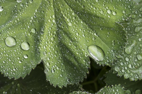 Lady's mantle