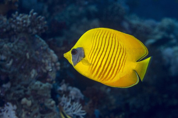 Bluecheek butterflyfish