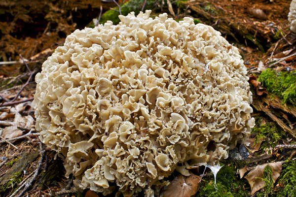 Wood Cauliflower fungus or Wood Cauliflower fungus