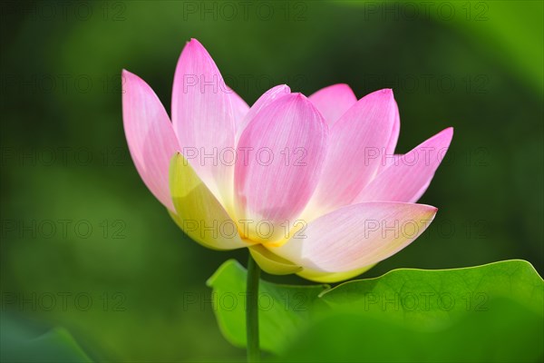 Indian lotus