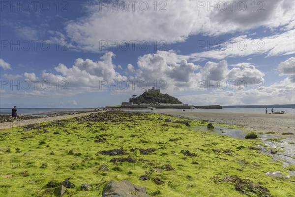 Seaweed at low tide