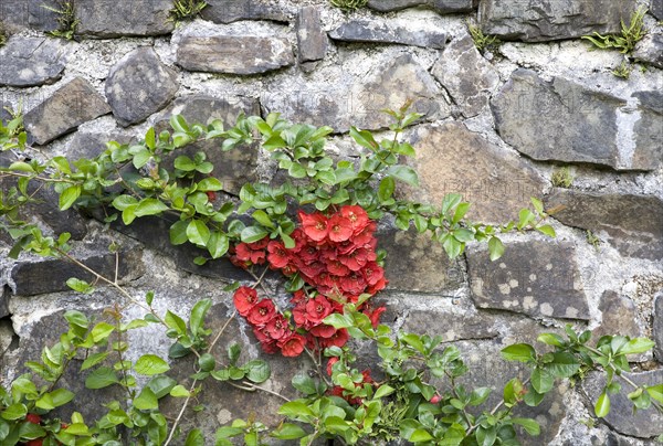 Red flowering quince