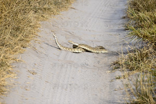 Two puff adders