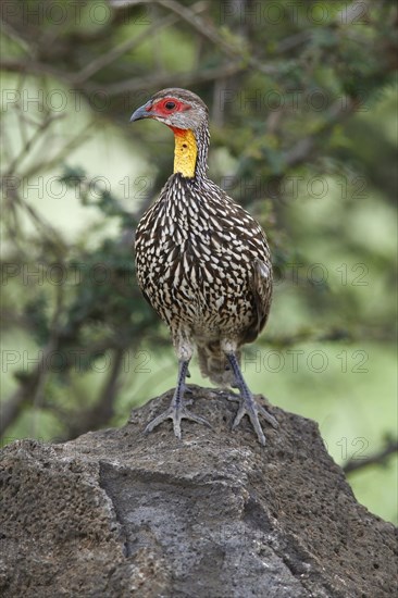 Yellow-throated francolin