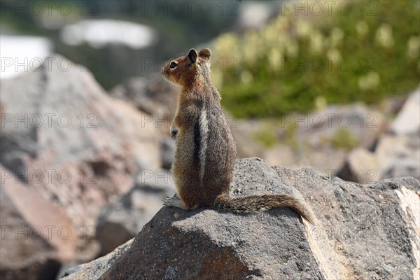 Chipmunk