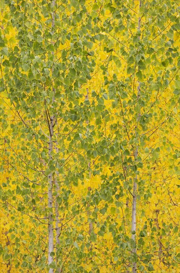 Yellow aspens