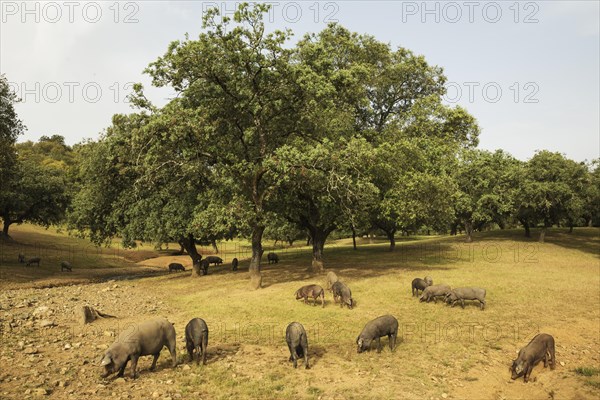 Grazing black Iberian pigs under holm oaks