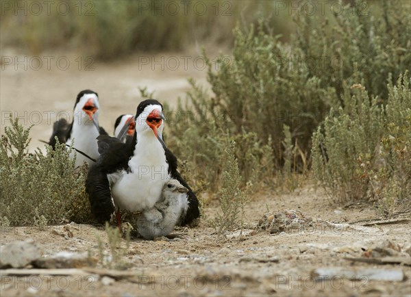 Black Skimmer