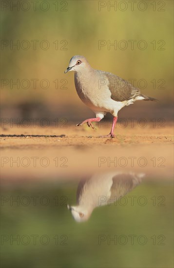 White-tipped Dove