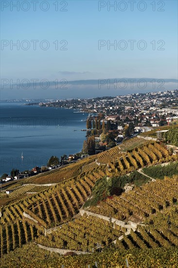 Vineyards in autumn