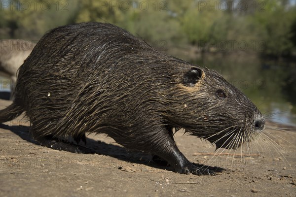 Nutria